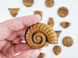 tijgeroog carving schelp