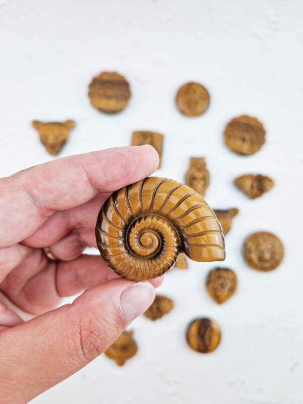 tijgeroog carving schelp